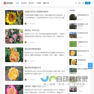 月季苗木批发基地_园林绿化苗木价格_花田园林