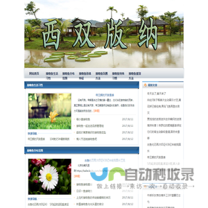 接吻鱼