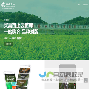 油茶苗