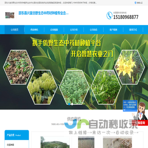 白芨种苗