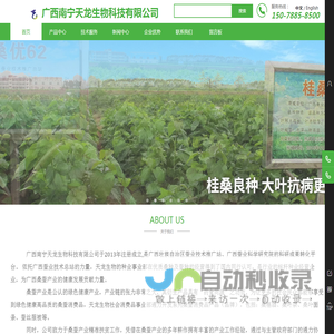 广西南宁天龙生物科技有限公司,专注：桑种,桑苗,桑饲料,蛋白桑,桑果汁,桑果酒