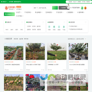 汉月月季网