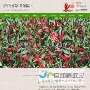 圣椒1号,山东烘干辣椒,干辣椒种植批发