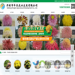 开封菊花