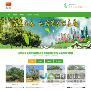 大型彩叶苗木_绿化苗木_草花种植基地-河北百盛苗木(免费苗木报价)