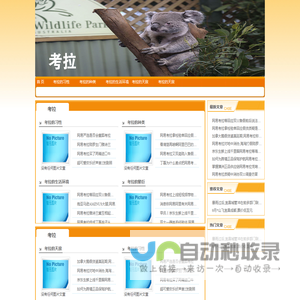 考拉