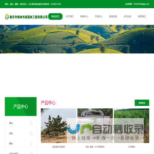 黑松