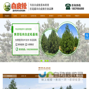 白皮松_蓝田白皮松认准陕西钰尚园林白皮松批发基地_价格实惠