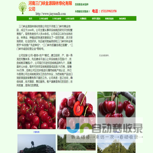 核桃苗