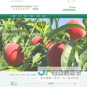 新品种桃树苗专业种植基地