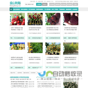 福建东魁杨梅苗批发