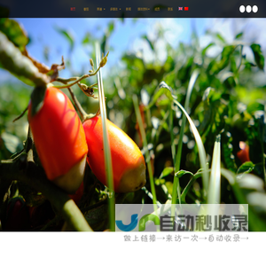 罐装番茄/罐装西红柿/欧洲红金西红柿/欧洲红金番茄