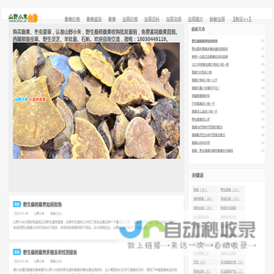 桑黄价格多少钱一斤