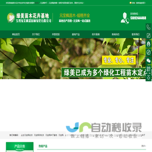 元宝枫