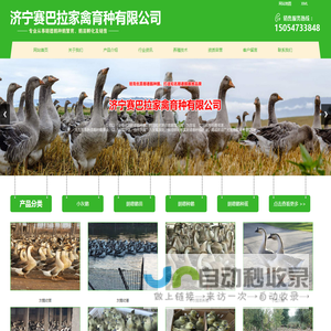 小灰鹅苗