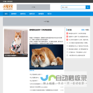 小猫发发