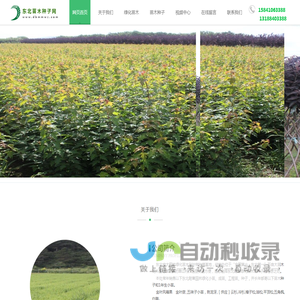 东北苗木种子网丨红叶李丨红叶榆叶梅丨四季玫瑰丨紫丁香丨东北连翘小苗工程苗