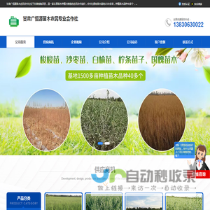 沙枣树