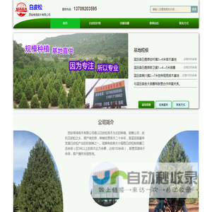蓝田白皮松苗木网