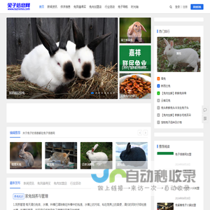 兔子网