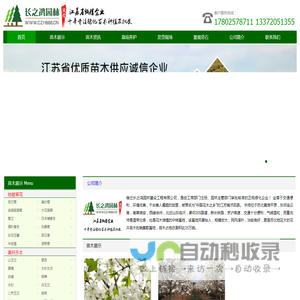 苗木价格