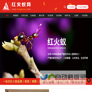 红火蚁网