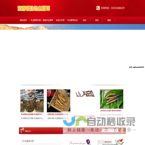 冬虫夏草的功效与作用及食用方法