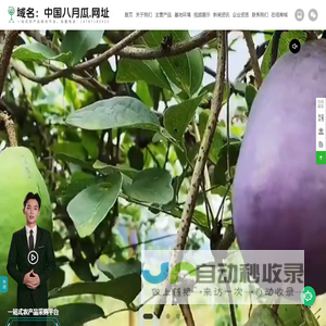 龙陵县猴城八月瓜种植基地