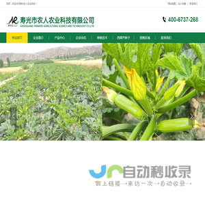 西葫芦种子