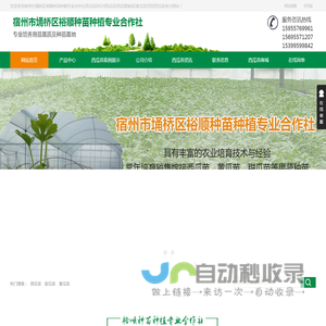 西瓜苗