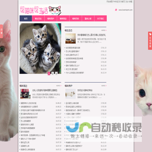 猫咪