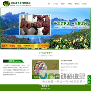 灵芝孢子粉,长白山野生灵芝,东北吉林山珍菌类