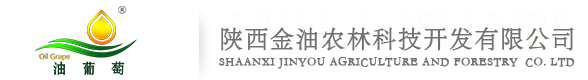 金油