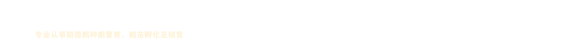 小灰鹅苗